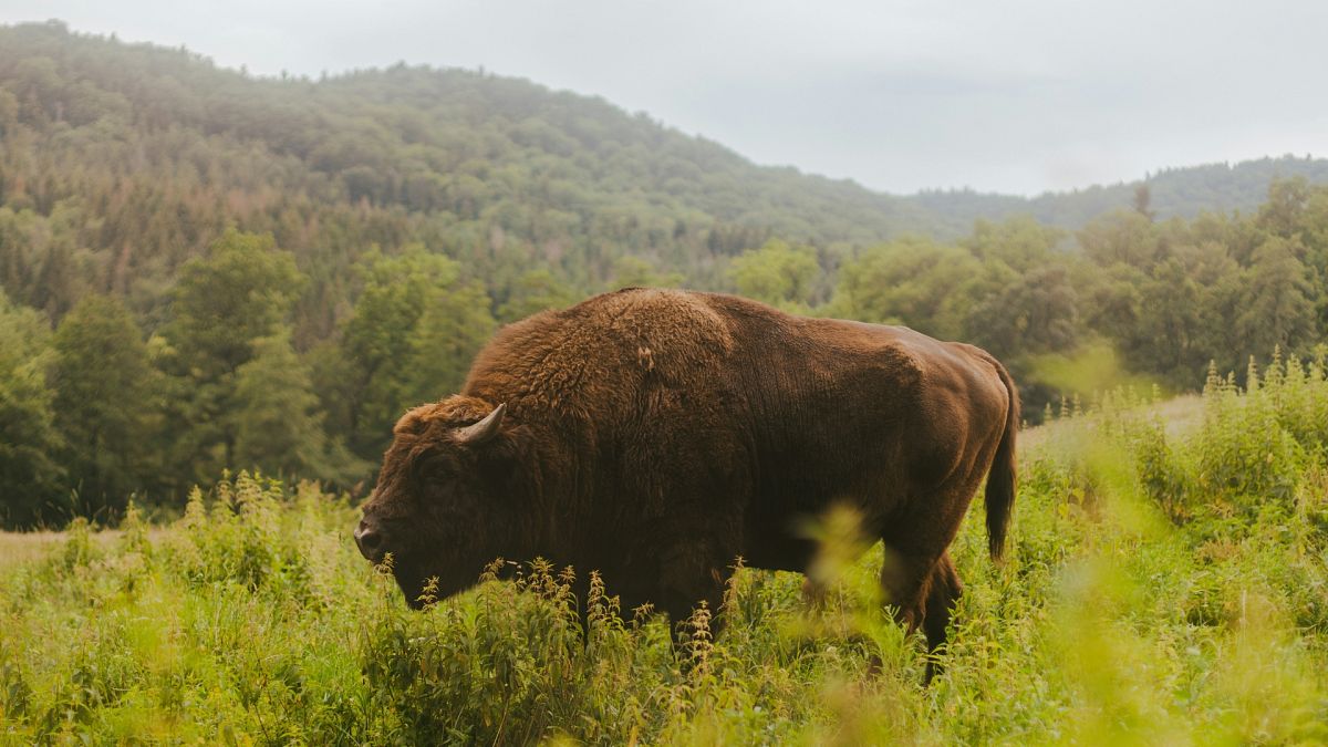 Bison were reintroduced to Romania after being gone for 200 years.