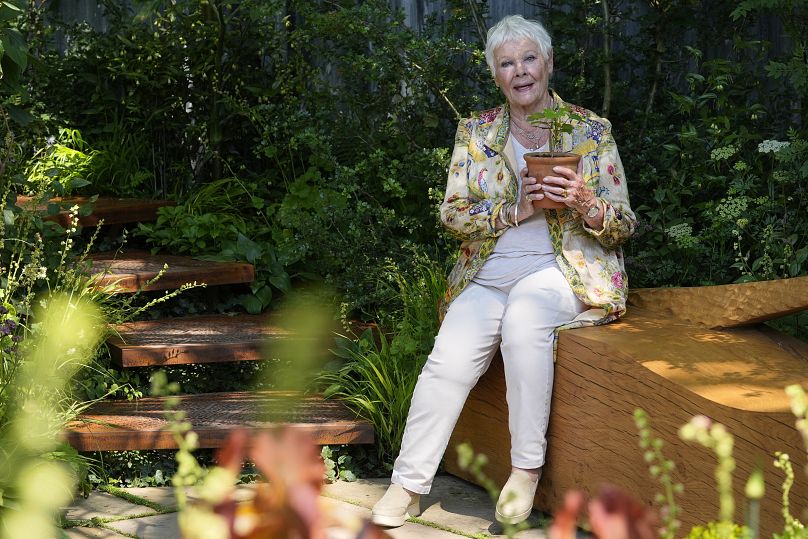 Dame Judi Dench trzyma sadzonkę drzewa Sycamore Gap w ogrodzie Octavia Hill przez Blue Diamond z National Trust na Chelsea Flower Show w Londynie