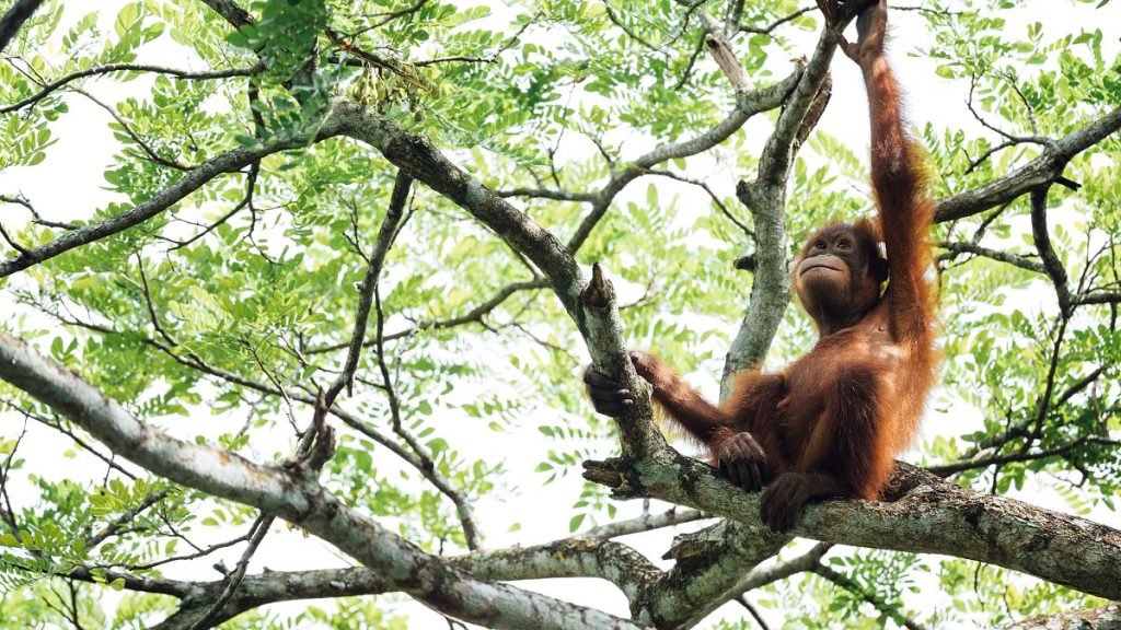 In the latest example of animal diplomacy, Malaysia plans to give orangutans to trading partners including the EU, India and China.