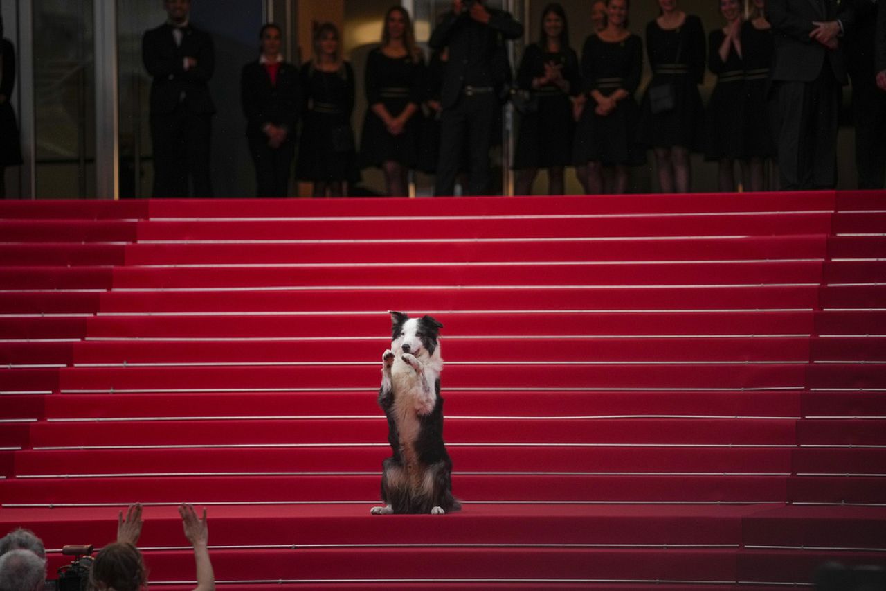 Pies Messi pozuje fotografom po przybyciu na ceremonię wręczenia nagród i premierę filmu „Akt drugi”.