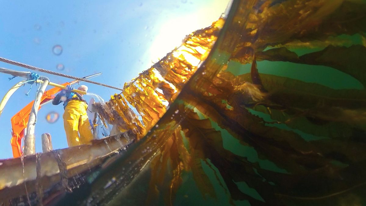 Seaweed harvesting in Ireland