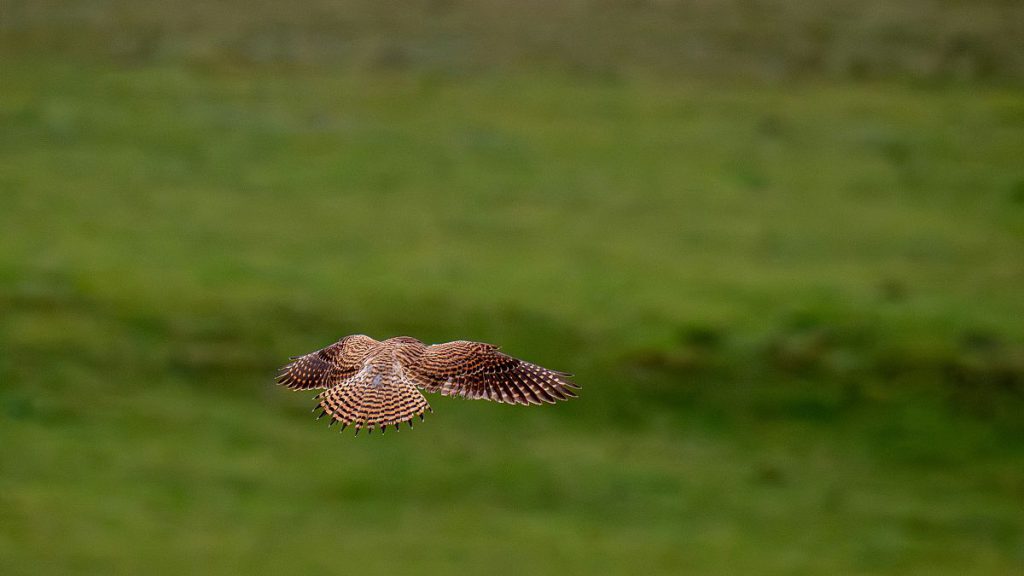 A kestrel flies over countryside near Salisbury, England. The birds are being monitored as a species of conservation concern.