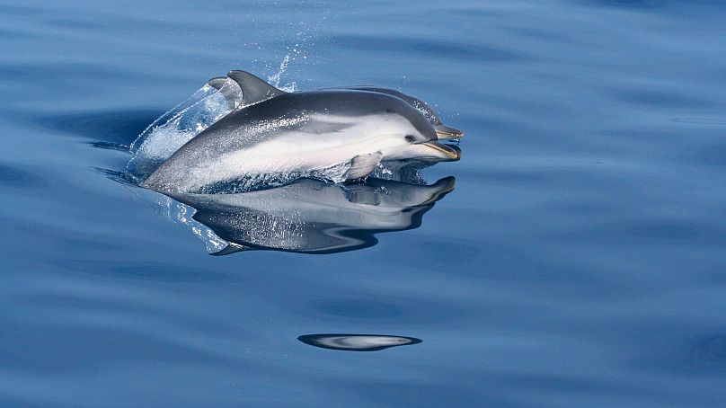 Delfiny w sanktuarium Pelagos.