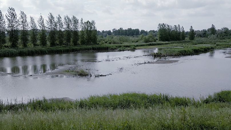 Równiny błotne i bagna wzdłuż rzeki Skaldy magazynują dwutlenek węgla, filtrują wodę i wprowadzają tlen i niezbędne minerały do ​​ekosystemu rzeki.