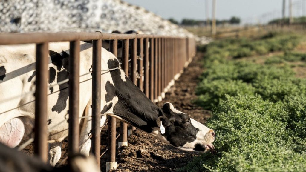 Cows stand in a corral at a Pixley, Calif., dairy farm on Monday, May 20, 2024.