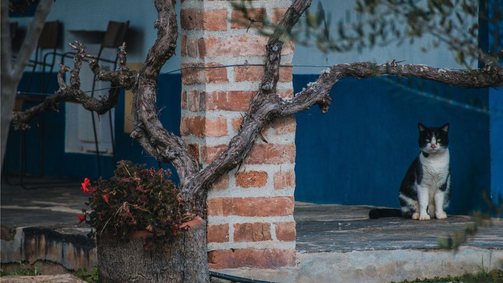 A neighbourhood in Alentejo, Portugal.