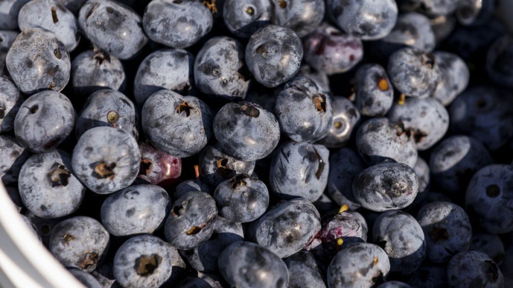 A bucket of blueberries is seen at Blueberry Bottom Farm in Brighton, Iowa, on Saturday, July 22, 2023.