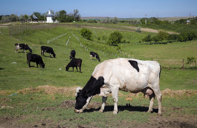 Krowy pasą się na polu w Luncavita w Rumunii, 21 maja 2019 r.