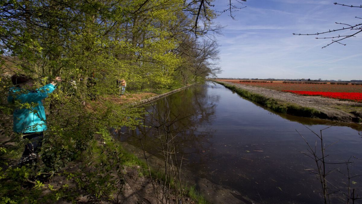 Tulip fields next to surface waters in the Netherlands