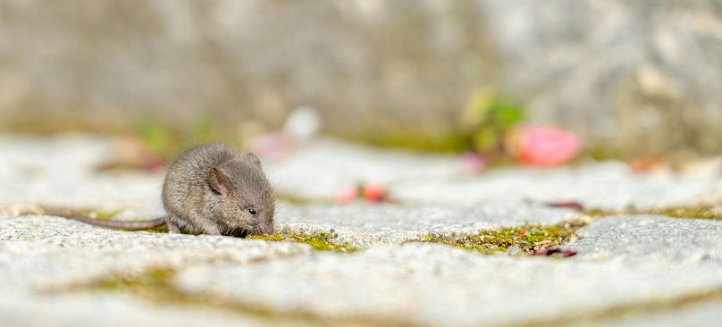 Popielica leszczyna: od 2000 r. w Wielkiej Brytanii liczba gatunków spadła o 51%.