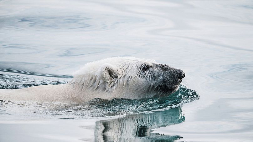 Niedźwiedź polarny pływa w wodach Arktyki. Gatunek ten jest zagrożony przez ciężki olej opałowy.