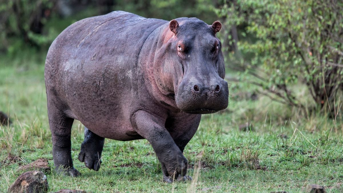 Hippos may be enormous, but they are able to leave the ground - temporarily at least