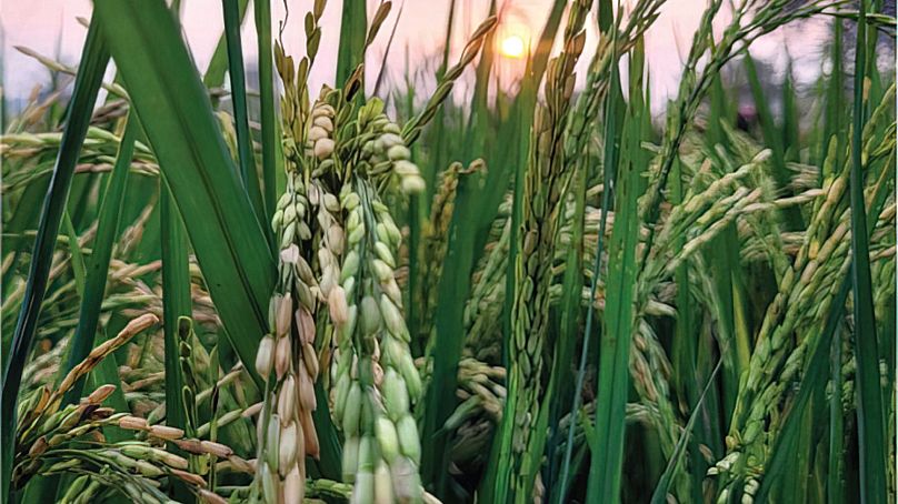 Rize pracuje nad budowaniem zaufania wśród plantatorów ryżu w Azji Południowo-Wschodniej.