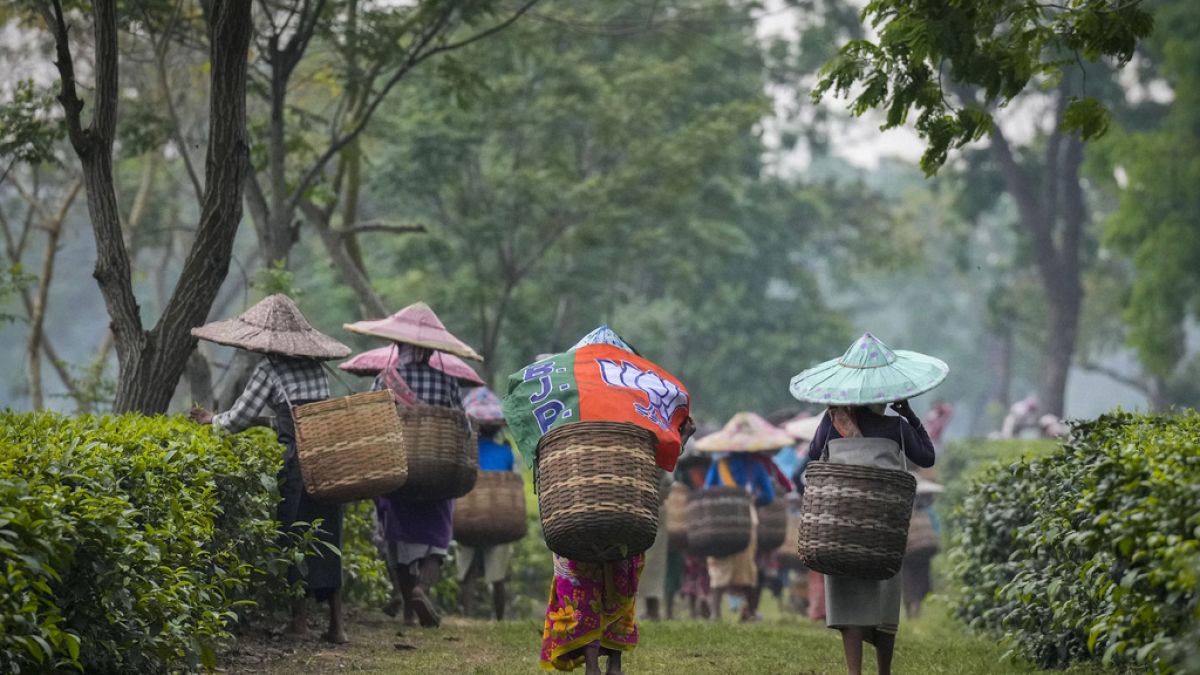 Tea harvesters in Marioni in upper Assam, India.