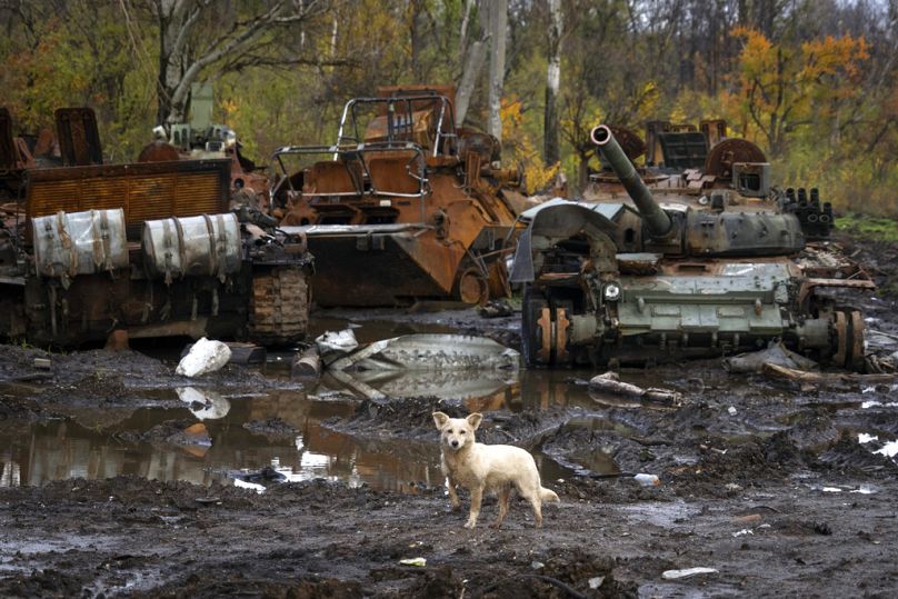 Pies stoi obok rosyjskich czołgów uszkodzonych w niedawnych walkach, w pobliżu niedawno odbitej wsi Kamionka w obwodzie charkowskim na Ukrainie, niedziela, 30 października 2022 r.