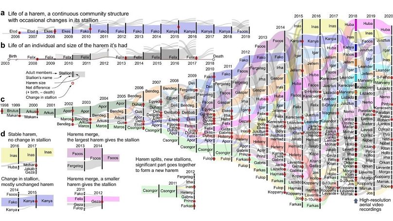 Dynamika grupy i rozwój czasowy struktury haremu koni Przewalskiego w Parku Narodowym Hortobágy (Węgry) w latach 1997–2020