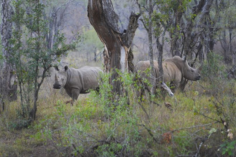 Czarne nosorożce można zobaczyć wędrujące na wolności w rezerwacie Save Valley Conservancy w Zimbabwe.