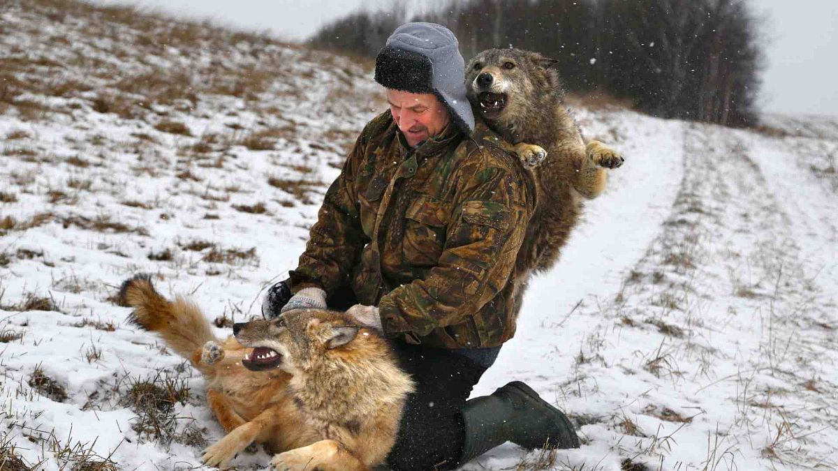 Belarusian Sergei Selekh plays with his 6-month-old tamed wolves on the outskirts of the village of Gaina, north of Belarus capital Minsk, 31 Dec. 2014