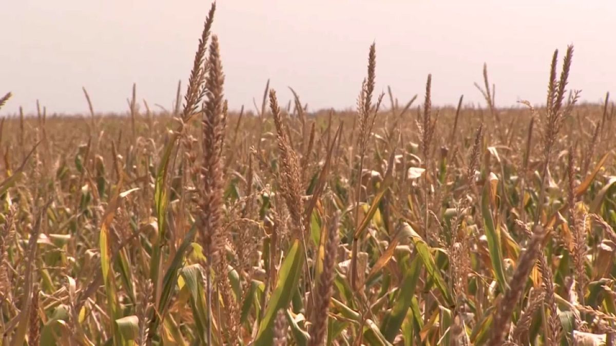 Corn fields dry out under the intense sun in Hungary.