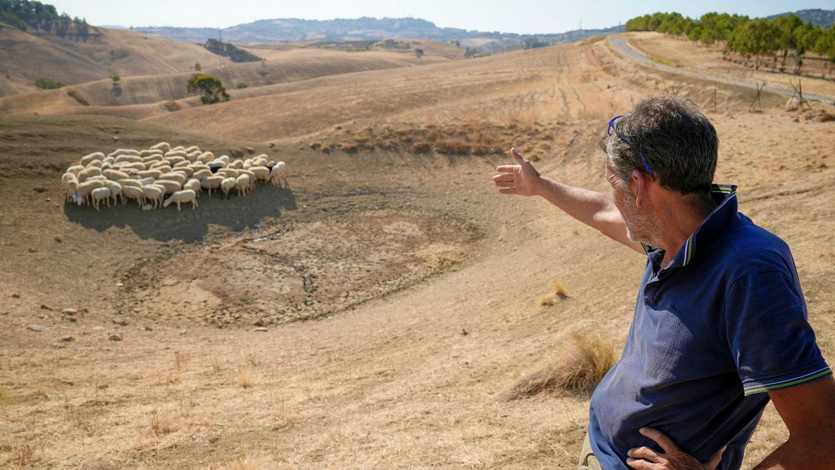 A farmer points at his sheep as they look for water in a dry pond, in Contrada Chiapparia, central Sicily, Italy, 19 July 2024.