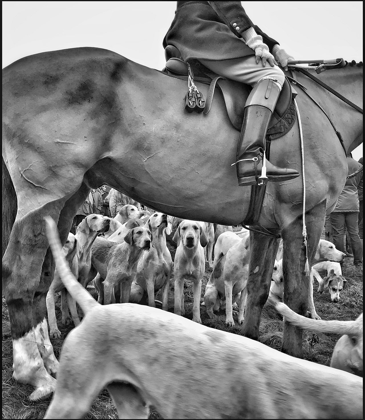 „Huntsman, Horse & Hounds” autorstwa Colina Hoskinsa (kategoria Zwierzęta, 1. miejsce) 