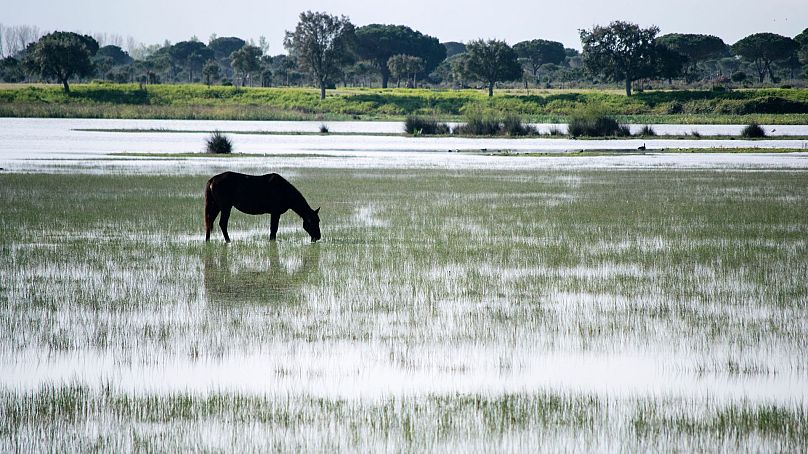 Hiszpańskie mokradła Doñana wysychają z powodu suszy.