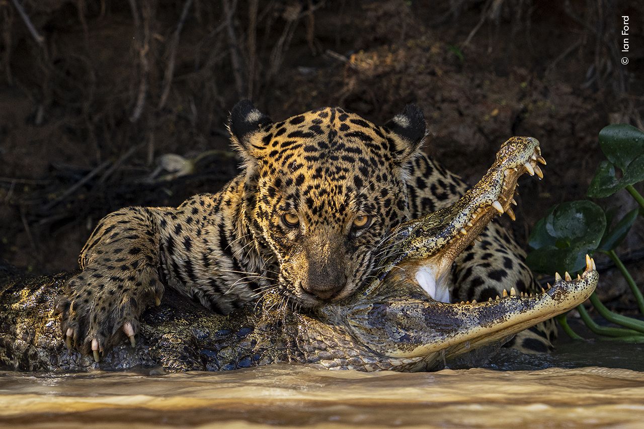 Jaguar śmiertelnie ugryzł kajmana w Pantanal. 