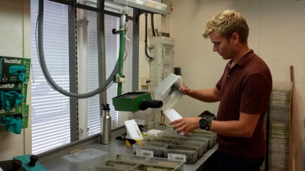 Head of ThermoSeed laboratory Alexander Alness sowing the heat-treated sample seeds in Uppsala, Sweden, on 15 August 2024.