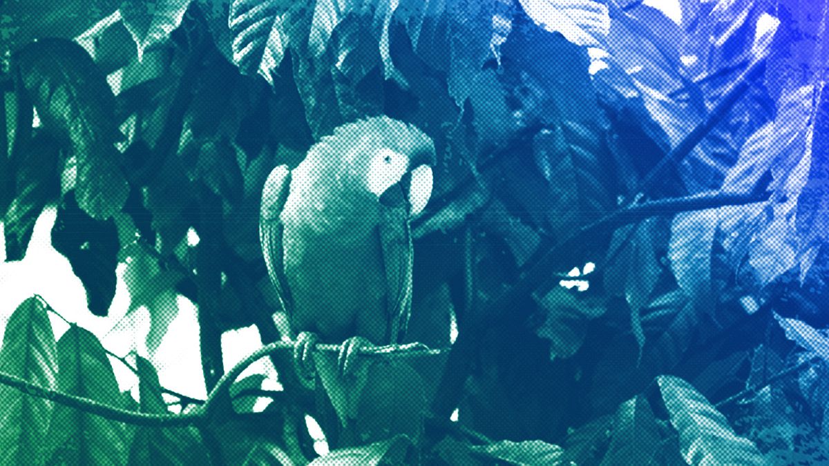 A Red Macaw sits in a tree near a house in the Tenetehar Wa Tembe village in the Alto Rio Guama Indigenous territory, in Brazil