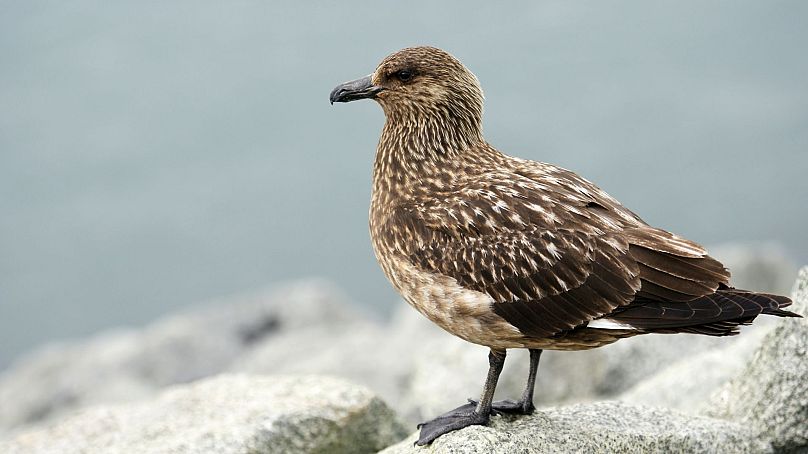 Wydrzyki wielkie zostały dodane do brytyjskiej czerwonej listy.