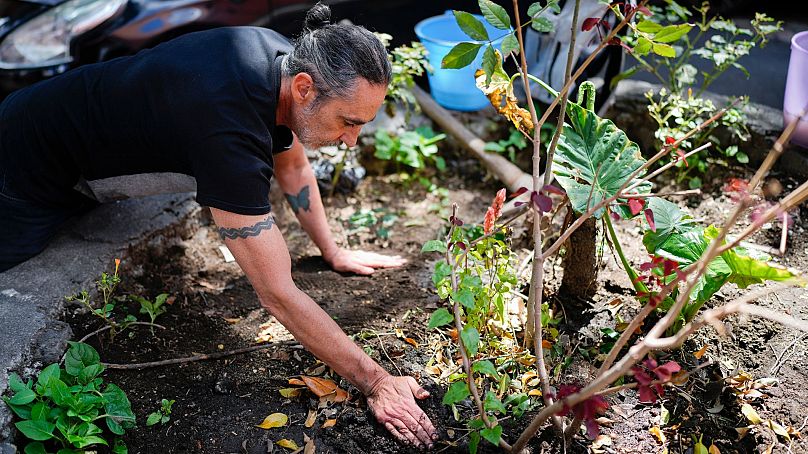 Arturo Hernandez, lider The Tree Army, grupy działającej na rzecz poprawy stanu lasów miejskich, sadzi drzewo w mieście Meksyk, 26 sierpnia 2024 r.