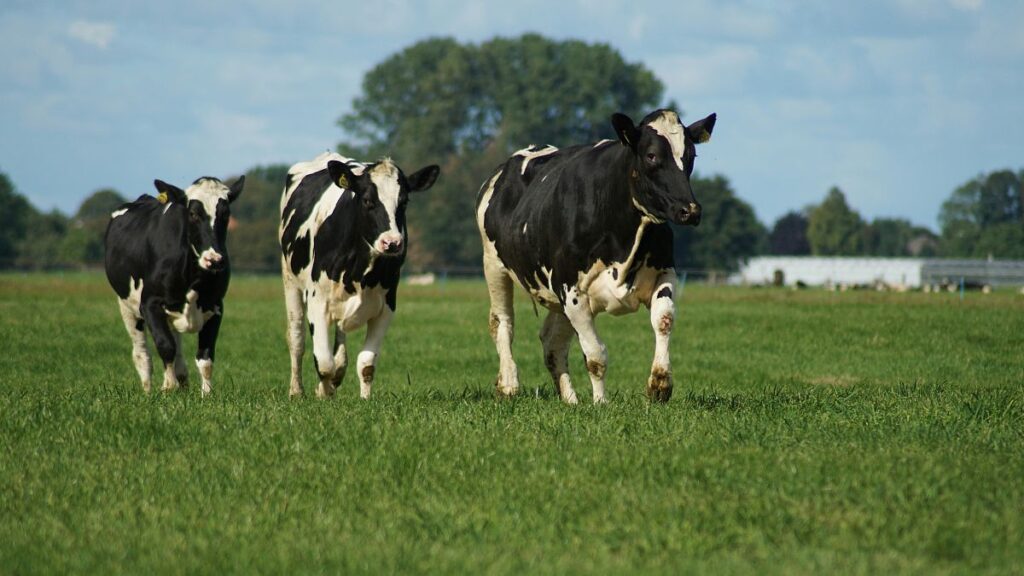 Cows pictured in The Netherlands - but what