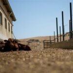 Calfs sit outside their stable during a drought at the Liborio Mangiapane farm, in Cammarata, central Sicily, Italy, Thursday, July 18, 2024.