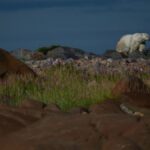 A polar bear walks along rocks, 6 August 2024, near Churchill, Manitoba.