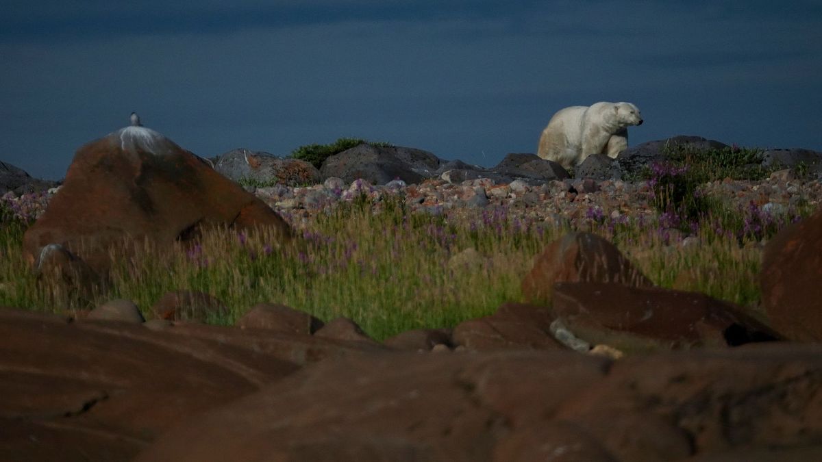 A polar bear walks along rocks, 6 August 2024, near Churchill, Manitoba.