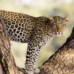 Cheetah pictured in Botswana, Sanctuary Baines Camp, supplied by Abercrombie and Kent