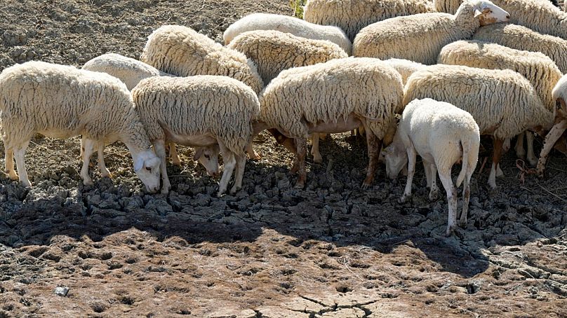 Owce szukają wody w suchym stawie, z którego korzystają lokalne gospodarstwa dla swojego bydła, w Contrada Chiapparia, niedaleko miasta Caltanissetta, w środkowej Sycylii, we Włoszech, piątek, 19 lipca 202 r.