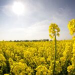 Oilseed rape, an important feedstock for biofuel production in the EU, in a field in Fahrland, near Berlin, Germany.