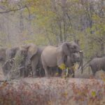 FILE - Elephants are visible on a road leading to a school on the periphery of the Save Valley Conservancy, Zimbabwe on Thursday, July 11, 2024.