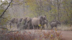 FILE - Elephants are visible on a road leading to a school on the periphery of the Save Valley Conservancy, Zimbabwe on Thursday, July 11, 2024.