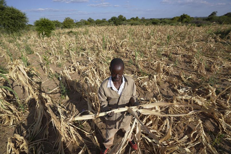 PLIK – James Tshuma, rolnik z dystryktu Mangwe w południowo-zachodnim Zimbabwe, stoi pośrodku swojego wyschniętego pola uprawnego podczas suszy w Zimbabwe, piątek, 22 marca 2024 r.